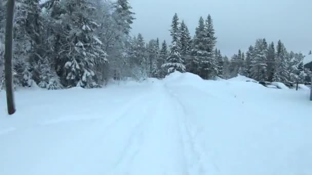 Timelapse Walk Snowy Forest — Stock videók