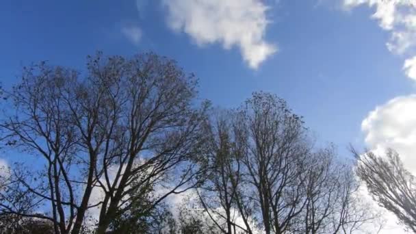 Trees Blowing Strong Autumn Wind — Stockvideo