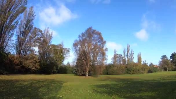 Very Windy Autumn Day Leaves Shaking — Stockvideo