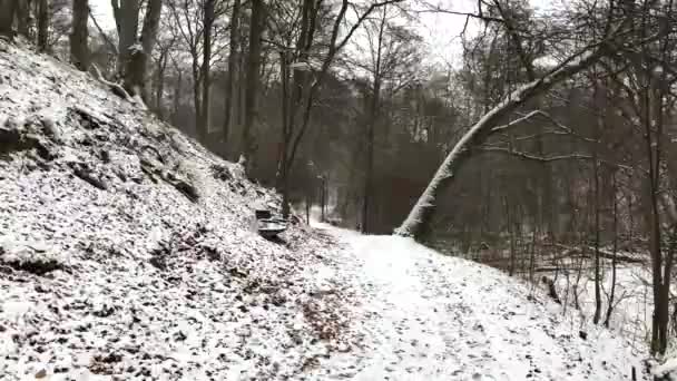 Дорога Зимнем Лесу — стоковое видео