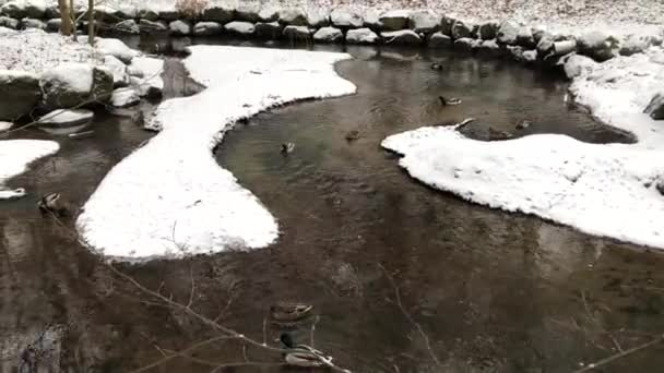 Duck Pond Winter Time — Stok video