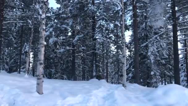 Snow Falling Trees Forest — Vídeo de Stock