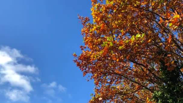 Φύλλα Πτώση Του Φθινοπώρου Δέντρο Ηλιόλουστη Μέρα — Αρχείο Βίντεο