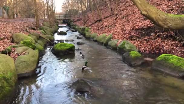 Ducks Going River — Stockvideo