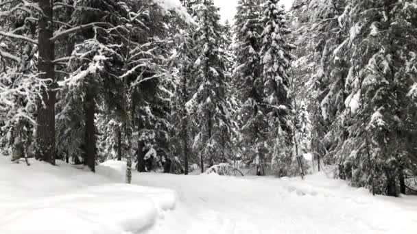 Snowfilled Road Forest — Stok video