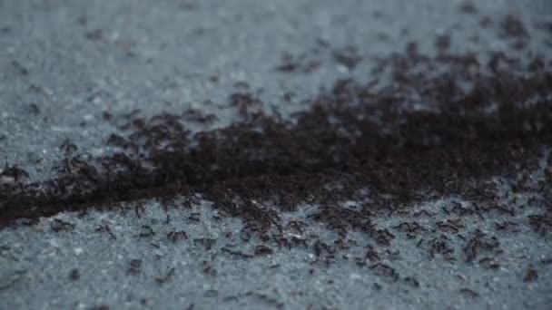 Ants Move Sidewalk Crack Thousands Ants Ant Colony Run Working — Wideo stockowe