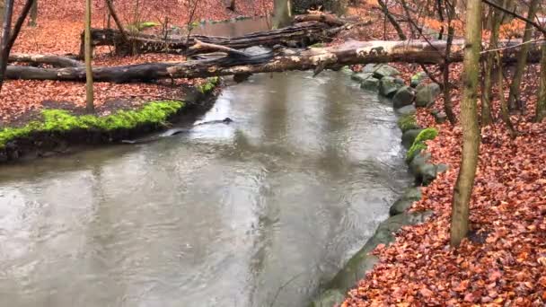 River Damp Spamp Autumn – stockvideo