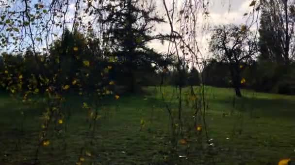 View Autumn Tree — Vídeo de stock