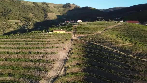 Voler Long Des Terrasses Vignoble Verdoyant Flanc Colline Dans Vallée — Video