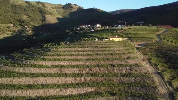 Aerial View Vineyard Full Terraces Rows Vines Hill Douro Valley — Stockvideo