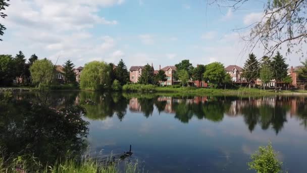 Panning Shot Beautiful Lake Spring Geese Swim Nearby — Αρχείο Βίντεο