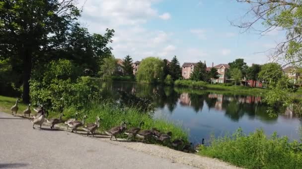 Flock Canada Geese Marches Lake — Vídeos de Stock