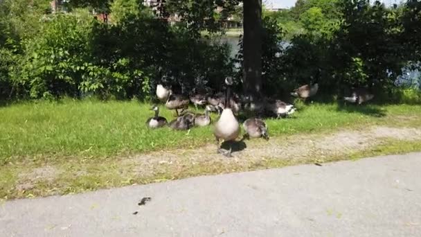 Closeup Baby Canada Geese — Vídeos de Stock