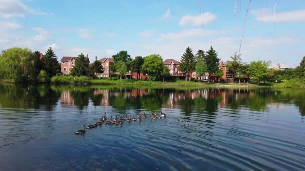 Panning Shot Lake Ducks Swim Nearby Alternate Angle — стоковое видео
