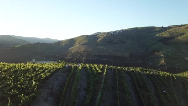 Passing Low Hilltop Vineyard View Douro River Valley Sunrise Portugal — Video Stock