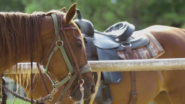 Horses Tied Summer Camp — Stockvideo