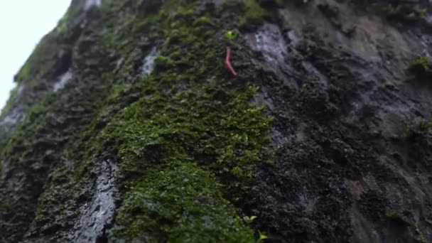 Water Drops Dripping Forest Tree Macro Shot — Stockvideo