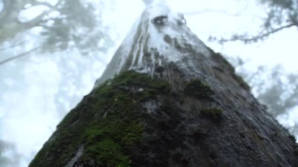 Low Angle Shot Tree Covered Fog Water Drops Dripping Bad — Video Stock