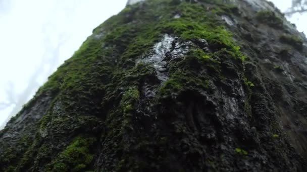 Gocce Acqua Che Sgocciolano Dall Albero Della Foresta Macro Shot — Video Stock