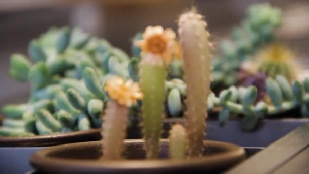 Focus Revealing Small Cactus Flower Vase — стоковое видео