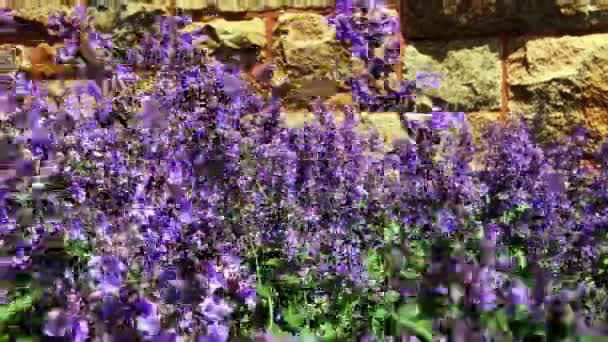 Purple Wildflowers Wind Front Brick Wall — Vídeos de Stock