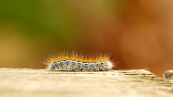 Extreme Macro Close Extreme Slow Motion Western Tent Caterpillar Moth — Stock video