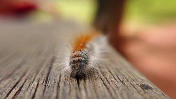 Extreme Macro Close Extreme Slow Motion Western Tent Caterpillars Back — стокове відео