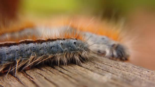 Extreme Macro Close Extreme Slow Motion Western Tent Caterpillar Passing — 图库视频影像