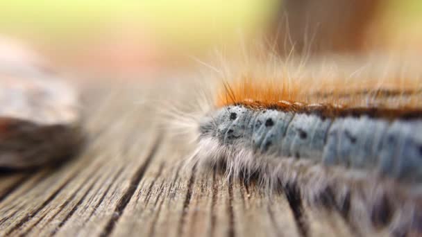 Extreme Macro Close Extreme Slow Motion Western Tent Caterpillars Back — Vídeo de Stock
