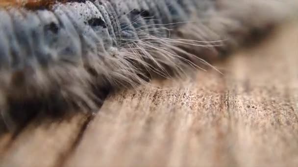 Extreme Macro Close Extreme Slow Motion Western Tent Caterpillar Walking — Vídeo de Stock