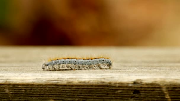 Extreme Macro Close Extreme Slow Motion Western Tent Caterpillar Moth — Video