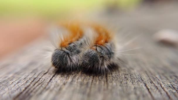 Extreme Macro Close Extreme Slow Motion Two Western Tent Caterpillars — Vídeo de Stock