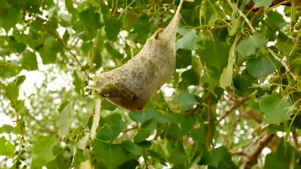 Silk Cocoon Western Tent Caterpillar Hanging Tree Middle National Park — Vídeo de Stock