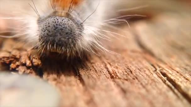 Extreme Macro Close Extreme Slow Motion Western Tent Caterpillars Head — Stockvideo