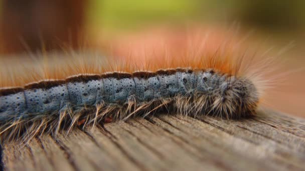 Extreme Macro Close Extreme Slow Motion Western Tent Caterpillar Moth — Stock Video