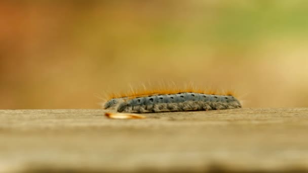 Extreme Macro Close Extreme Slow Motion Western Tent Caterpillar Moth — Stock video
