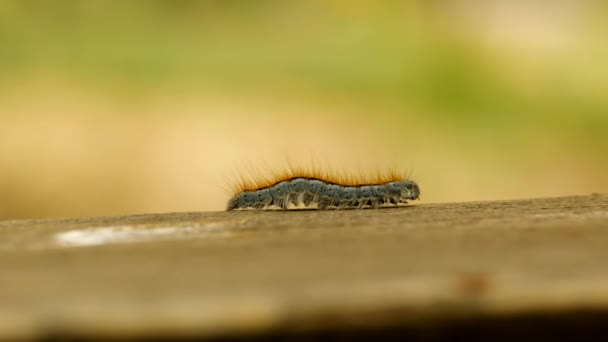 Extreme Macro Close Extreme Slow Motion Western Tent Caterpillar Moth — Stock video