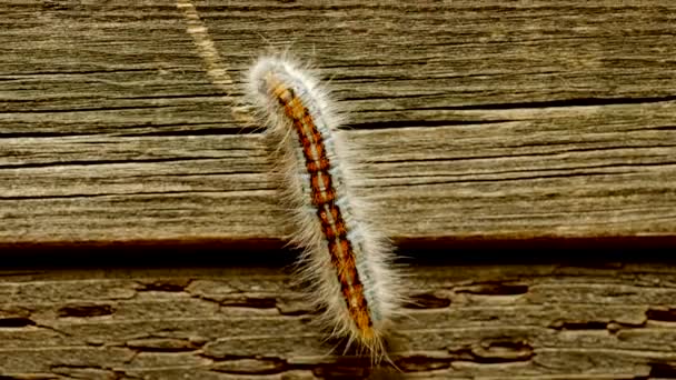 Extreme Macro Close Extreme Slow Motion Western Tent Caterpillar Moth — Stockvideo