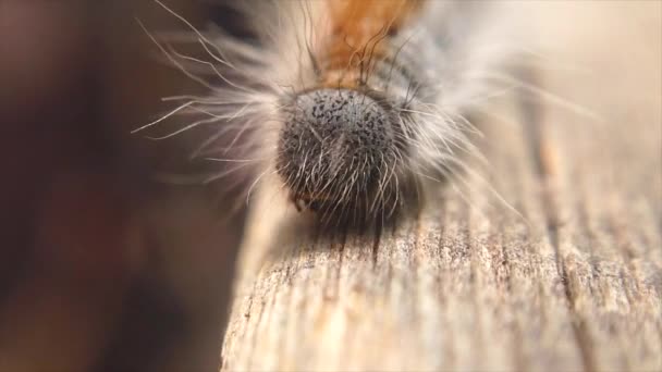 Extreme Macro Close Extreme Slow Motion Two Western Tent Caterpillars — Vídeos de Stock