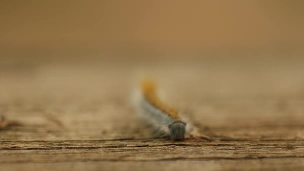 Extreme Macro Close Extreme Slow Motion Western Tent Caterpillar Moth — Stok Video
