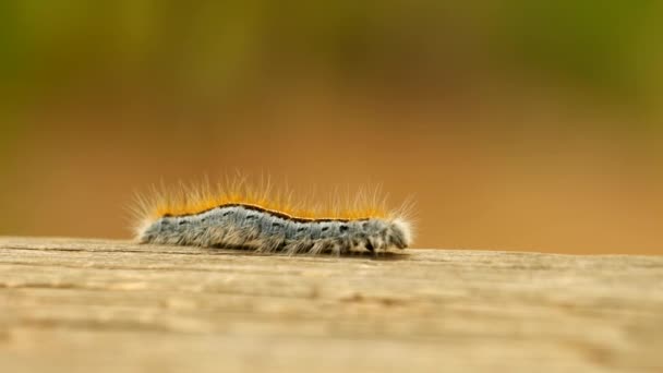 Extreme Macro Close Extreme Slow Motion Western Tent Caterpillar Moth — Wideo stockowe