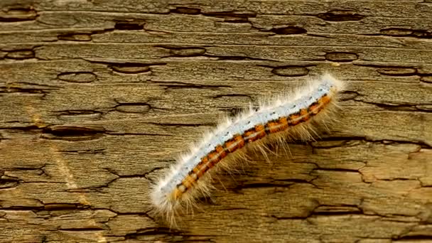 Extreme Macro Close Extreme Slow Motion Western Tent Caterpillar Moth — Stock Video