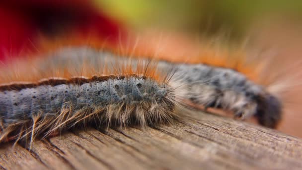 Extreme Macro Close Extreme Slow Motion Western Tent Caterpillar Passing — Vídeo de stock