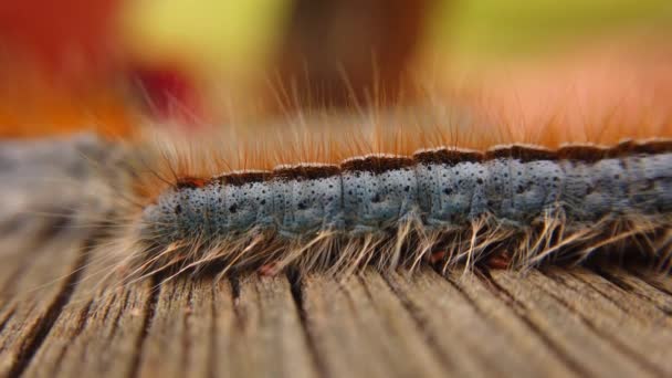 Extreme Macro Close Extreme Slow Motion Western Tent Caterpillar Moth — Stok video