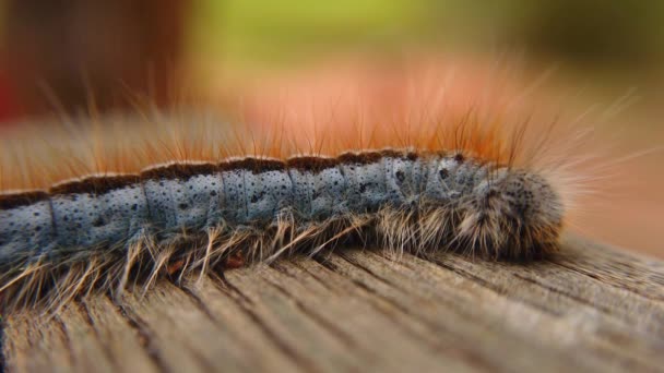 Extreme Macro Close Extreme Slow Motion Western Tent Caterpillar Moth — Stockvideo