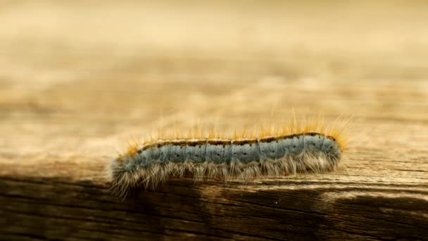 Extreme Macro Close Extreme Slow Motion Western Tent Caterpillar Moth — Stok Video