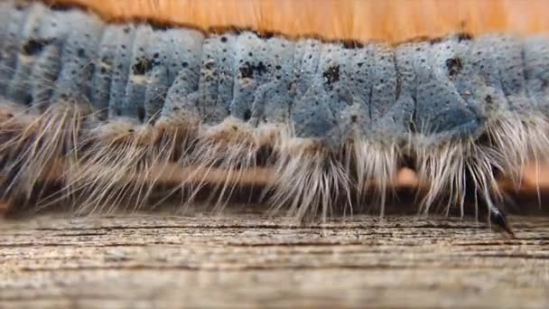 Extreme Macro Close Extreme Slow Motion Western Tent Caterpillar Walking — Vídeo de Stock