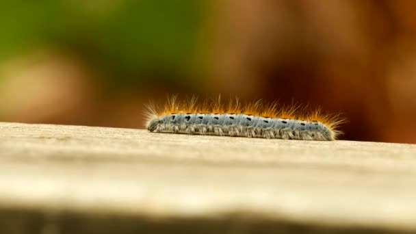 Extreme Macro Close Extreme Slow Motion Western Tent Caterpillar Moth — Stock video