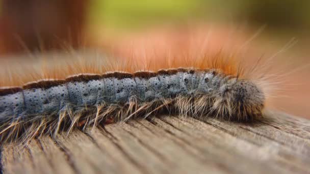 Extreme Macro Close Extreme Slow Motion Western Tent Caterpillar Moth — 图库视频影像
