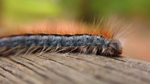 Extreme Macro Close Extreme Slow Motion Western Tent Caterpillar Walks — стоковое видео